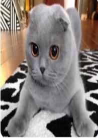 我和猫的作文400字