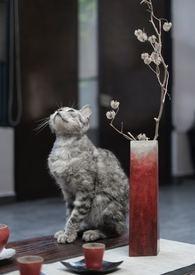 猫怕百合花香吗